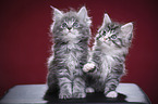 Maine Coon Kitten