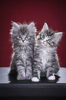 Maine Coon Kitten