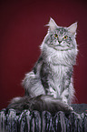 Maine Coon tomcat