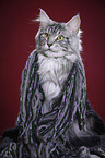 Maine Coon tomcat