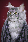 Maine Coon tomcat