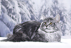 Maine Coon tomcat