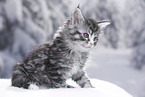 Maine Coon Kitten