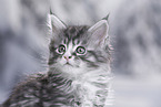 Maine Coon Portrait