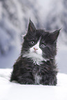 Maine Coon Kitten