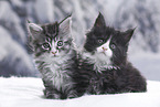 Maine Coon Kitten