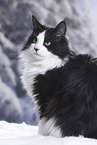 Maine Coon