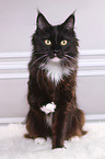 sitting Maine Coon