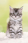 Maine Coon Kitten