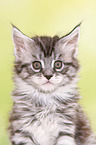 Maine Coon Kitten