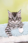 Maine Coon Kitten