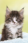 Maine Coon Kitten