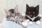 2 Maine Coon Kitten