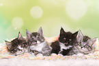 4 Maine Coon Kitten