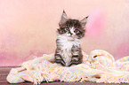 Maine Coon Kitten