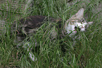 Maine Coon eats grass