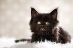 black Maine Coon kitten