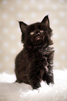 black Maine Coon kitten