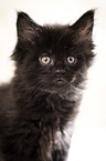 black Maine Coon kitten