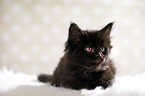 black Maine Coon kitten