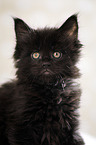 black Maine Coon kitten