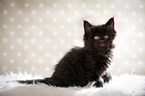 black Maine Coon kitten