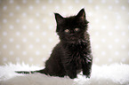 black Maine Coon kitten
