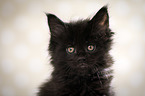 black Maine Coon kitten