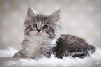 Maine Coon Kitten