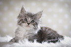 Maine Coon Kitten