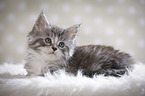 lying Maine Coon