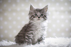 sitting Maine Coon Kitten