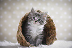 sitting Maine Coon Kitten