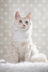 sitting Maine Coon