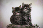 sitting Maine Coon kittens