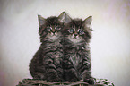 sitting Maine Coon kittens