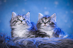 lying Maine Coon kittens