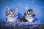 lying Maine Coon kittens
