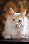 Maine Coon