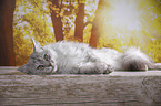 lying Maine Coon tomcat