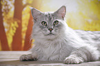 lying Maine Coon tomcat