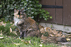 sitting Maine Coon