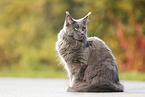 sitting Maine Coon