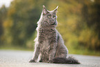 sitting Maine Coon