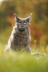 sitting Maine Coon