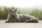 lying Maine Coon