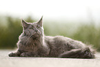 lying Maine Coon