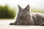 lying Maine Coon