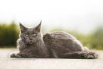 lying Maine Coon