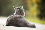 lying Maine Coon